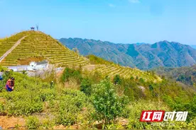 湖南桃源：茶乡在春天里醒来图片