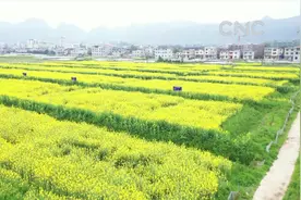 田园春景：“黄金花海”鸭成群视频封面