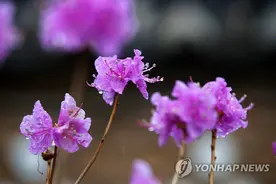 韩国：知否知否 应是金达莱梅花雨后竞相盛开图片