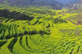 婺源油菜花进入最佳观赏期 花海边就餐开启赏春新方式视频封面