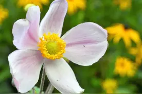 不想胃病“发作”，夏天一定要少碰这3种水果，小心后果很严重图片