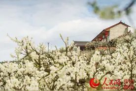 “隔屏闻香”大足邀你线上品赏漫山桃李花图片