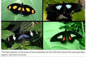 超黑蝴蝶及其3D秘密激发科学家创造“最黑”材料灵感图片