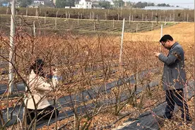 组图｜怀宁：蓝莓花儿绽放，展现盎然生机图片