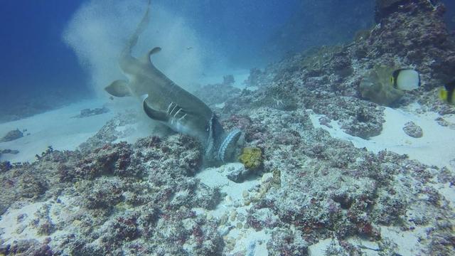 饥饿的鲨鱼章鱼破解版（鲨鱼猎食吞下整个章鱼 实力演绎快准狠）
