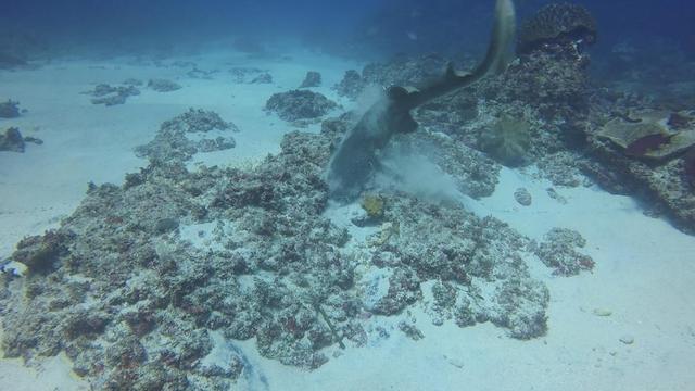鲨鱼猎食吞下整个章鱼 实力演绎快准狠
