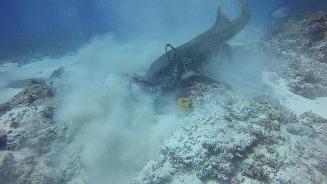 鲨鱼猎食吞下整个章鱼 实力演绎快准狠