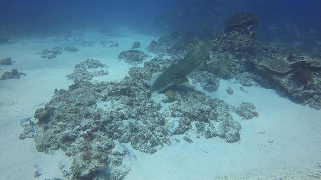 鲨鱼猎食吞下整个章鱼 实力演绎快准狠