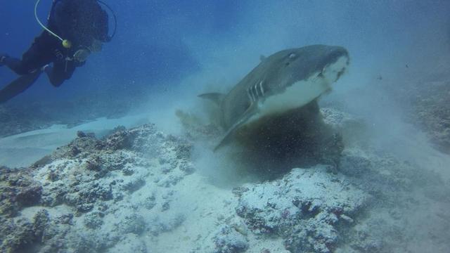 鲨鱼猎食吞下整个章鱼 实力演绎快准狠