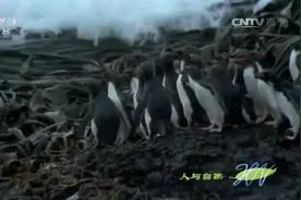 人与自然：马可罗尼企鹅堪称磷虾杀手，每年能“消费”60万吨磷虾视频封面