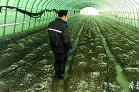 即墨：昔日贫困村打造“羊肚菌之乡”，多渠道增收致富图片