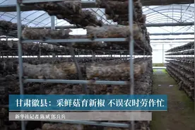 甘肃徽县：采鲜菇育新椒 不误农时劳作忙视频封面