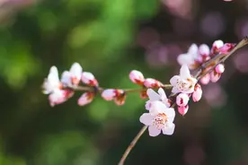 春季过敏别担心，你的花粉克星已上线图片