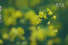 油菜花开美如画