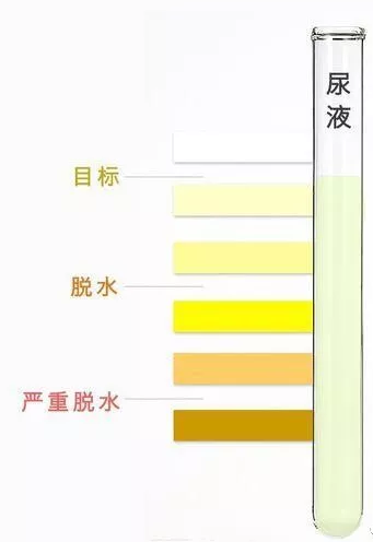 提高运动感表现增强减肥效果 水合平衡你了解吗？