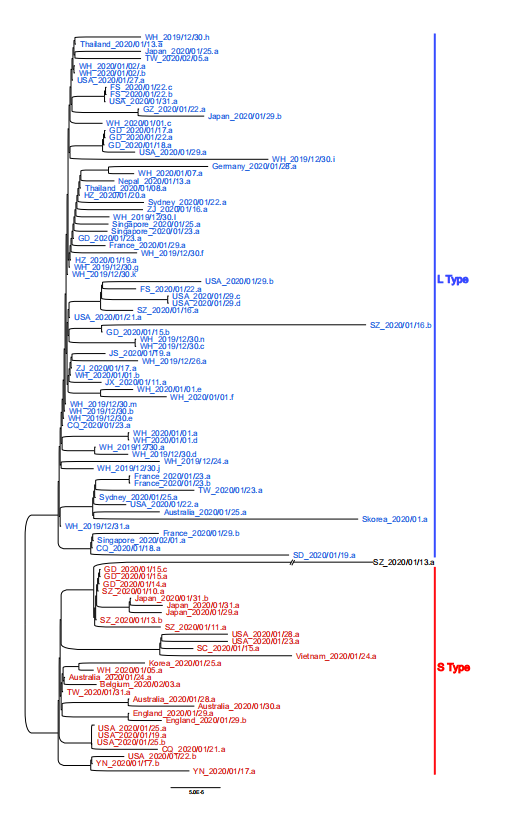 新冠病毒突变为“更强”亚型？最新结论并不如此