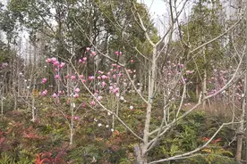 这个植树节　邀您一起“云植树”视频封面