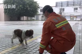 刨土数10小时 搜救犬磨烂爪子！训导员：非常心疼，伤情已有所好转图片