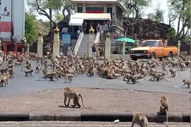 泰国数百只饥饿猴子街头上演“香蕉争夺战”图片