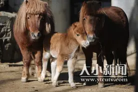 烟台动物园一匹英国矮马顺利产下一匹小矮马图片