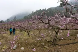 义龙新区顶效镇绿化村“桃花谷”万亩桃花竞相绽放图片