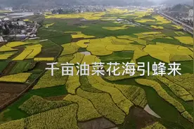 千亩油菜花大坝引蜂来视频封面