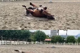 帅马倒泥地狂滚“四脚朝天反差萌”　网友：超大型犬图片