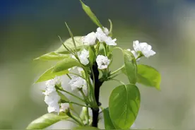 广西柳州：春暖花开 梨花娇艳图片