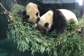 可以去看动物了！上海动物园今日开园视频封面