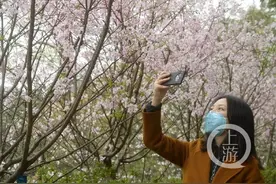 VLOG丨 重庆赏花品种最多的南山植物园恢复开园图片