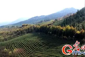 江西永新崖雾茶基地：科学防疫保生产 倾心服务增效益图片