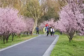 即日起至5月1日西溪湿地免费开放 姹紫嫣红等你来赏图片