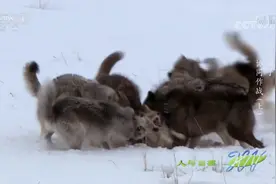 人与自然：趁猎物还活着就吃内脏？如此残忍的行为竟是狼的最爱视频封面