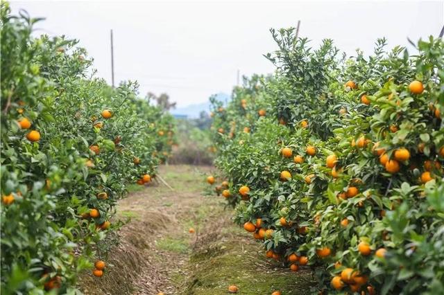 沃柑能放冰箱保存吗（2小时4吨沃柑便销售一空）
