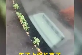 武汉市民发现汽车长草了 网友笑称：春天来了小车都发芽了图片