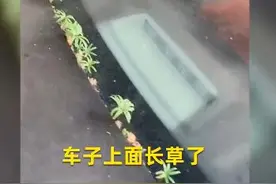 武汉市民发现汽车长草了 网友笑称：春天来了小车都发芽了图片