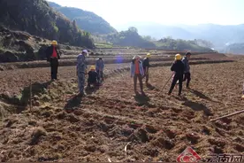 镇康开展高海拔马铃薯套种玉米种植现场培训图片