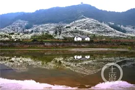 不负春光·云赏花丨去渝北印盒村领略“阳春飞雪”的绝美春天图片