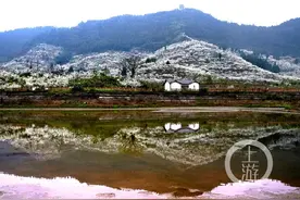 云赏花 | 半山李花满山雪 去渝北印盒村领略“阳春飞雪”的绝美春天图片