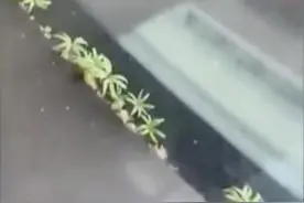 武汉市民：汽车上长草了……图片