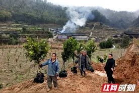 绥宁麻塘乡：种植冰糖柚 山田变金银图片