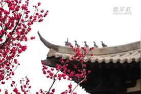 梅俏春意浓 蜂舞暗香浮视频封面