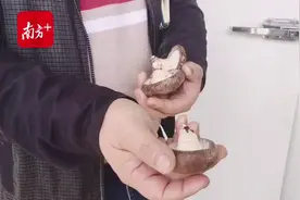 梅州蕉岭东岭村：“扶贫菇”撑起“致富伞”视频封面