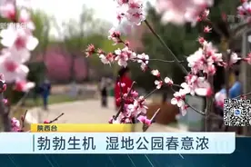 勃勃生机！阳春三月，西安一湿地公园春意浓，朵朵红梅开得正盛视频封面