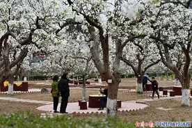 别错过！第十六届四川苍溪（网络）梨花节3月18日直播图片