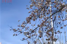 春已至，诸城东关大街的白玉兰开花了图片