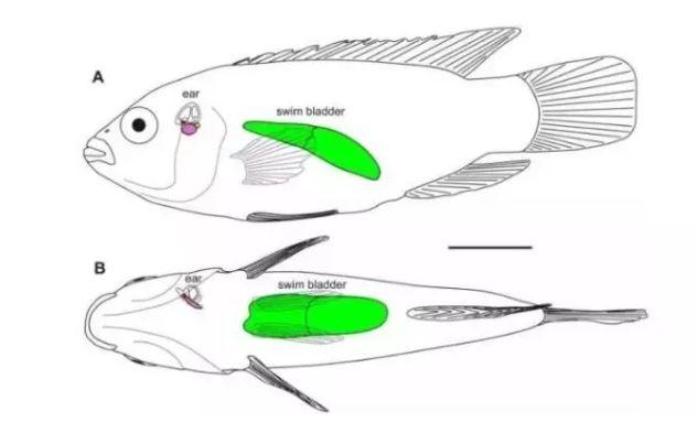 有每天吃花胶的姐妹吗 每天都吃花胶