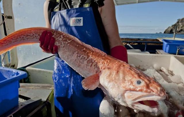 乳腺增生 可以吃花胶吗 2025年乳腺增生可以吃花胶吗女性