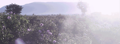 孕妇有小叶增生可以食花胶炖汤吗 2026年小叶增生能吃花粉吗