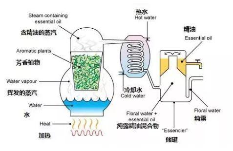 乳腺增生能喝花胶烫吗 乳腺增生可以食花胶吗